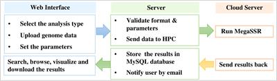 MegaSSR: a web server for large scale microsatellite identification, classification, and marker development